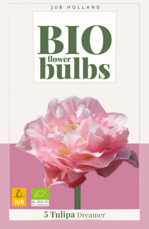Tulipa Dreamer BIO
