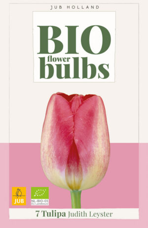 Tulipa Judith Leyster BIO