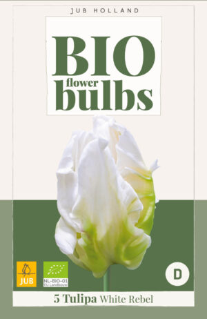 Tulipa White Rebel BIO