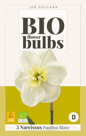 Narcissus Papillon Blanc BIO