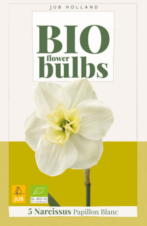 Narcissus Papillon Blanc BIO