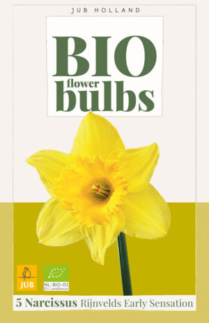 Narcissus Rijnvelds Early Sensation BIO
