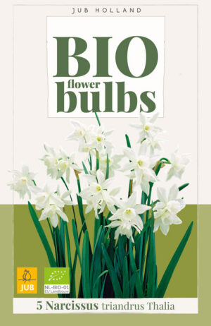 Narcissus triandrus Thalia BIO