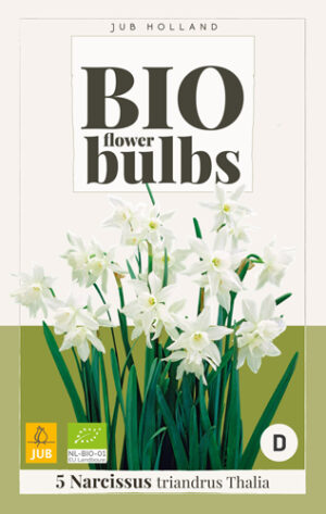 Narcissus triandrus Thalia BIO
