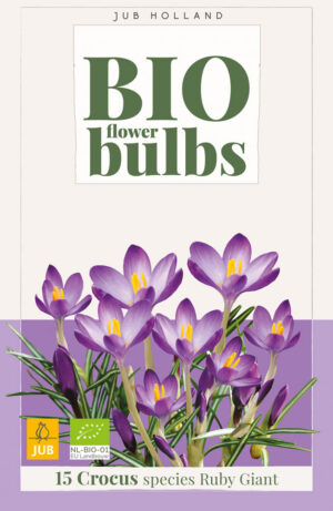 Crocus tommasinianus Ruby Giant BIO