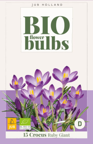 Crocus tommasinianus Ruby Giant BIO
