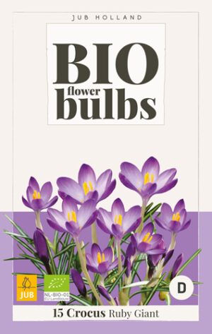 Crocus tommasinianus Ruby Giant BIO