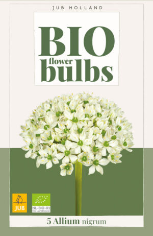 Allium nigrum BIO