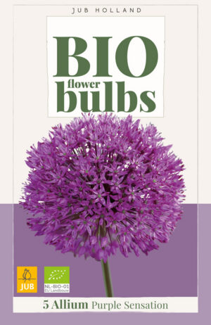 Allium aflatunense Purple Sensation BIO