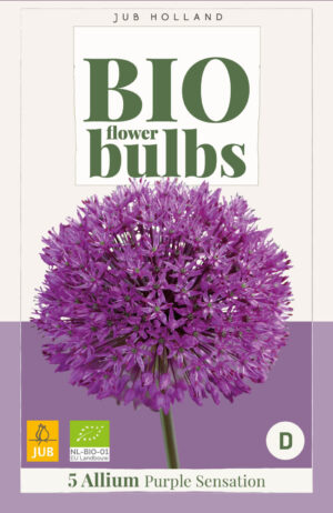 Allium aflatunense Purple Sensation BIO