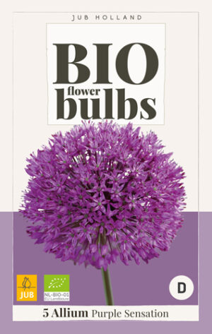 Allium aflatunense Purple Sensation BIO