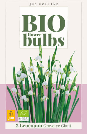 Leucojum gravetye Giant BIO