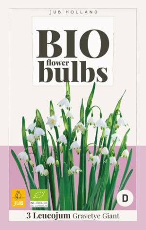 Leucojum gravetye Giant BIO