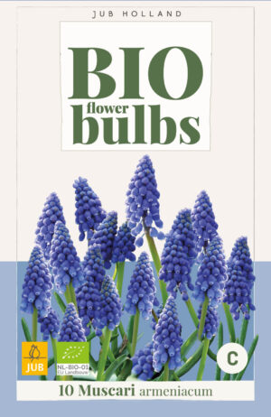 Muscari armeniacum BIO