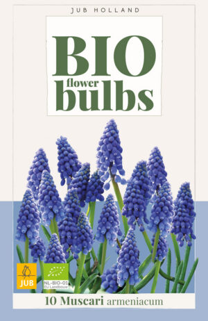 Muscari armeniacum BIO