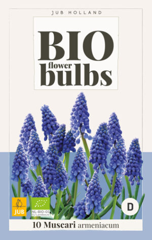 Muscari armeniacum BIO