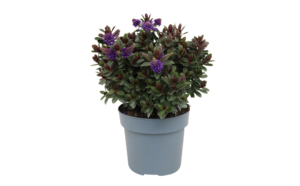 Hebe Addenda Vinoa Purple