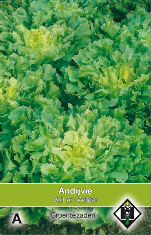 Andijvie breedblad Volhart Winter