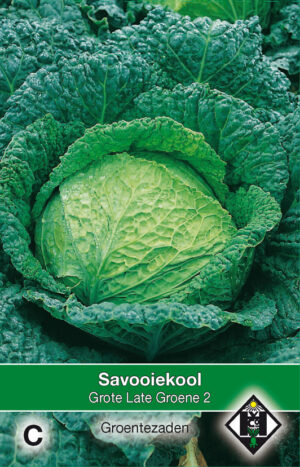 Savooie kool Grote Late Groene 2