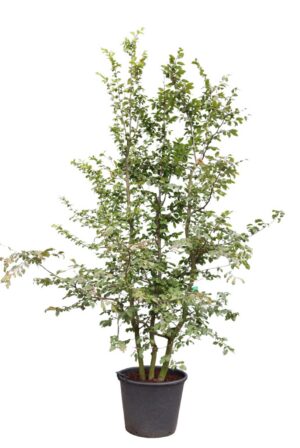 Carpinus betulus