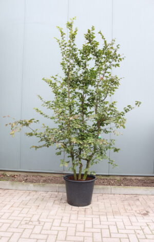 Carpinus betulus