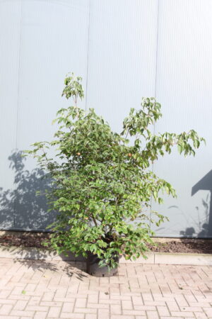 Cornus kousa chinensis