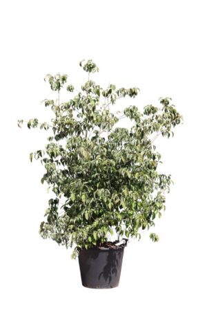 Cornus kousa chinensis