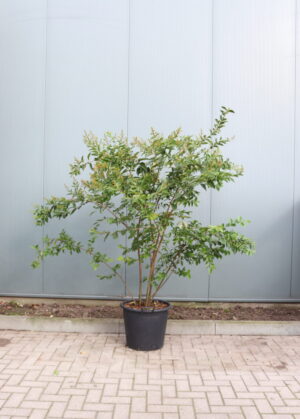 Lagerstroemia Natchez