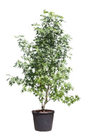 Liquidambar styraciflua Worplesdon