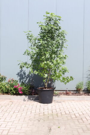 Liquidambar styraciflua Worplesdon