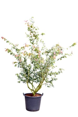 Parrotia persica