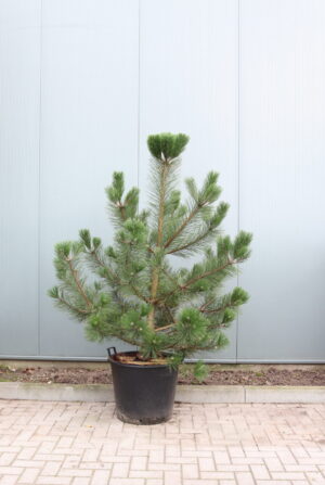 Pinus nigra nigra