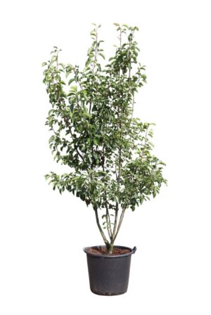 Pyrus calleryana Chanticleer