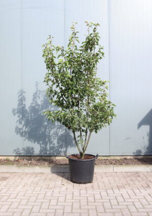 Pyrus calleryana Chanticleer