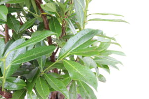 Prunus laurocerasus Caucasica