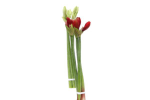 Handbos Amaryllis
