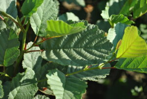 Alnus glutinosa