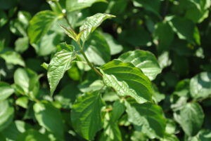 Cornus sanguinea
