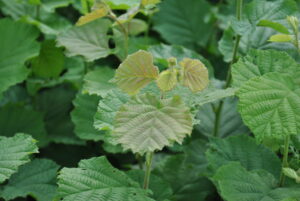 Corylus avellana