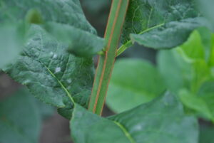 Euonymus europaeus