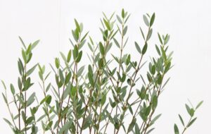 Phillyrea angustifolia Green Line
