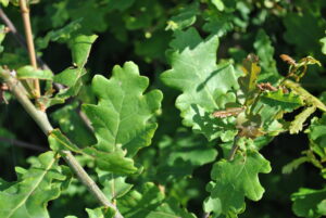 Quercus robur