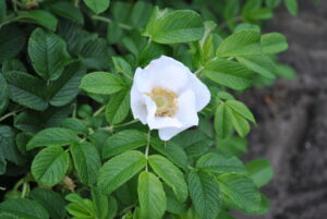 Rosa pimpinellifolia