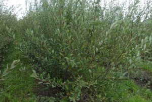 Salix caprea