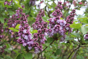 Syringa vulgaris