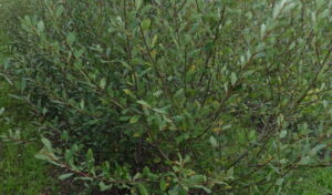 Salix caprea