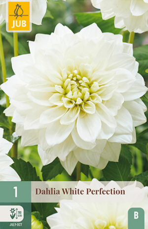 Dahlia White Perfection