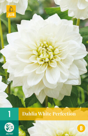 Dahlia White Perfection