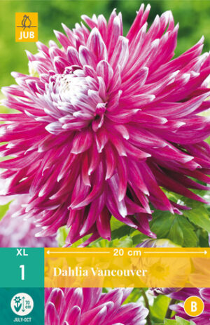 Dahlia Vancouver