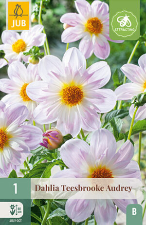 Dahlia Teesbrooke Audrey
